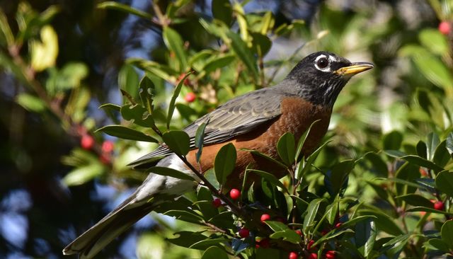 American Robin