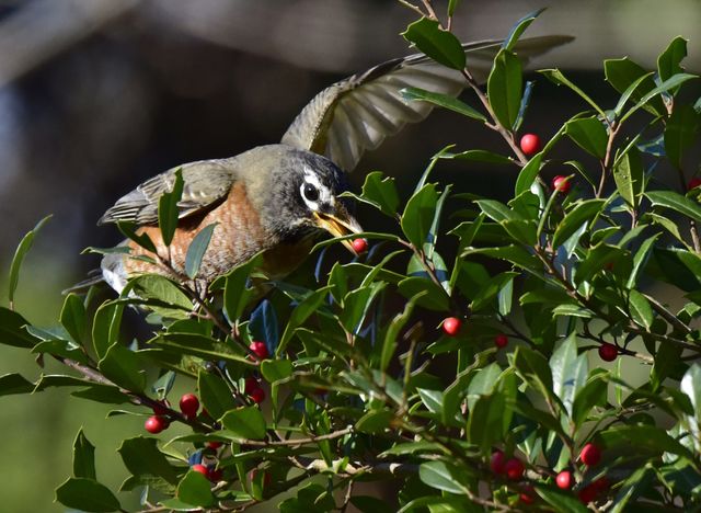 American Robin