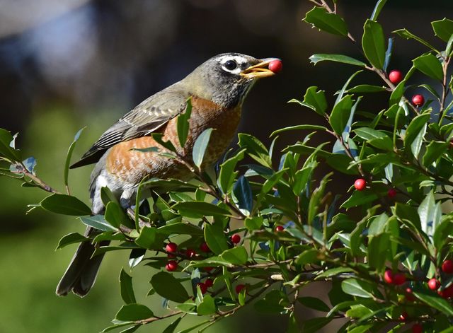 American Robin