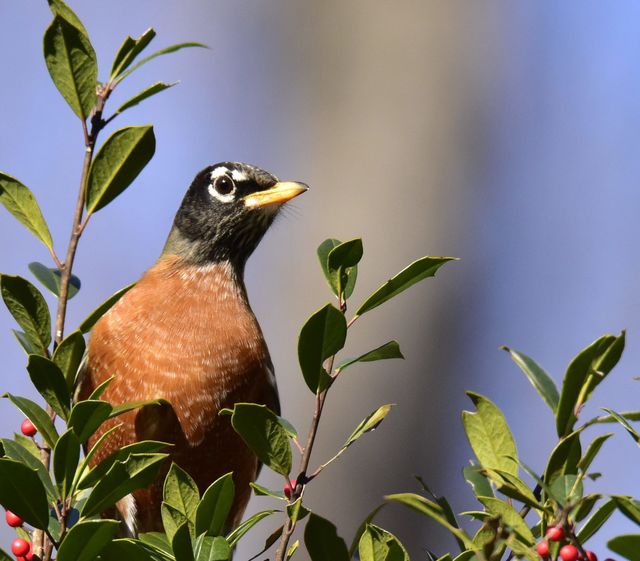 American Robin