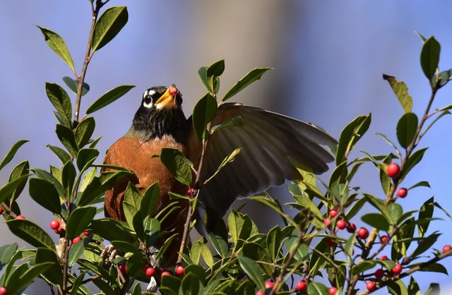 American Robin