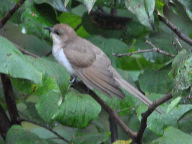 Black-billed Cuckoo