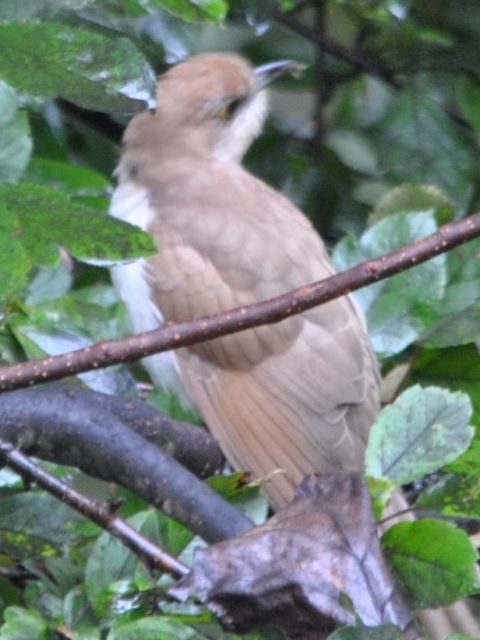 Black-billed Cuckoo