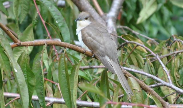 Black-billed Cuckoo