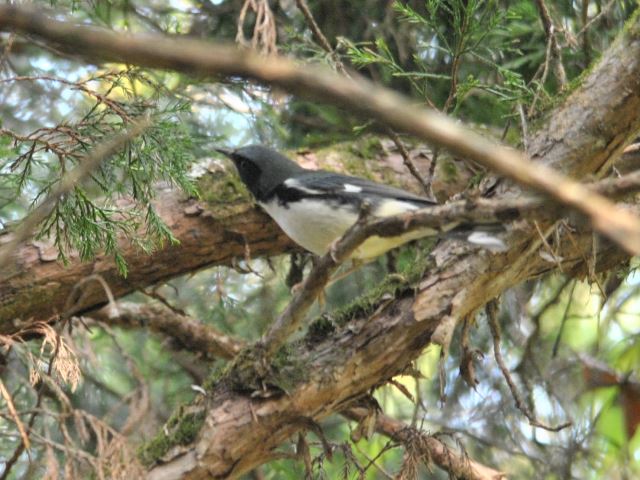 Black-throated Blue Warbler