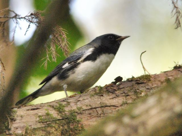Black-throated Blue Warbler