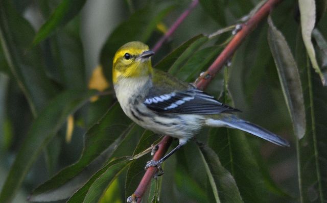 Black-throated Green Warbler