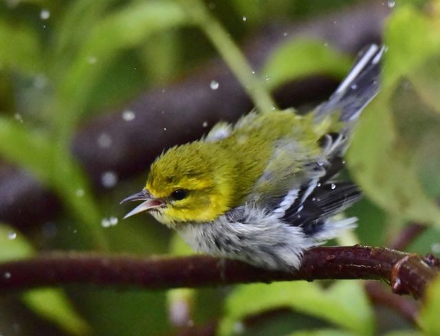 Black-throated Green Warbler