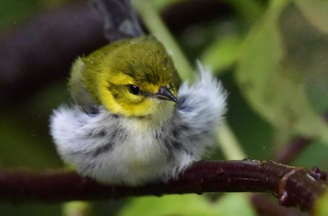 Black-throated Green Warbler