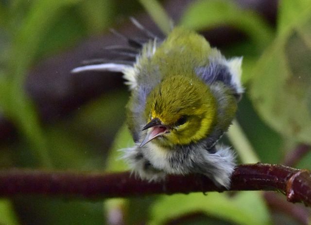 Black-throated Green Warbler