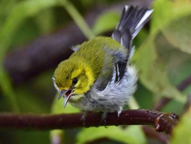 Black-throated Green Warbler