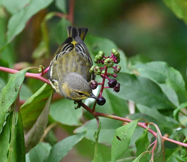 Cape May Warbler