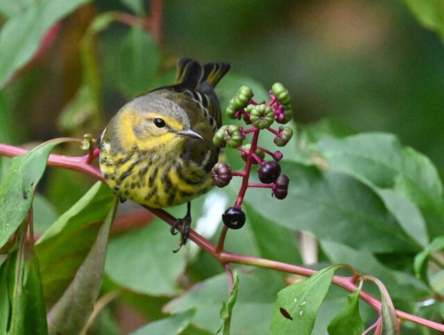 Cape May Warbler