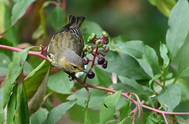 Cape May Warbler