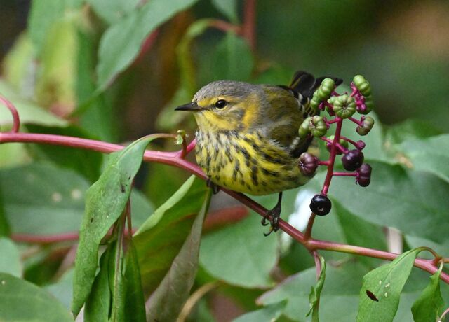 Cape May Warbler
