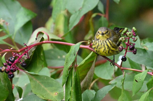 Cape May Warbler