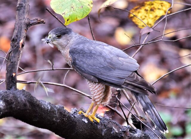 Cooper's Hawk