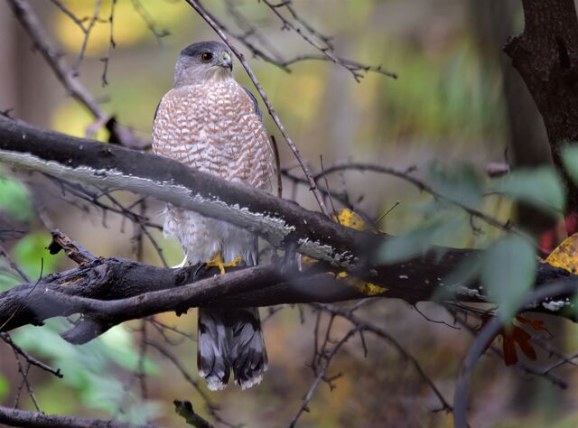 Cooper's Hawk