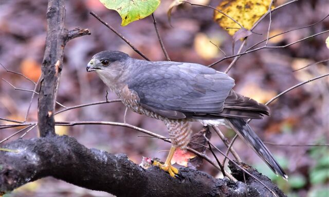 Cooper's Hawk