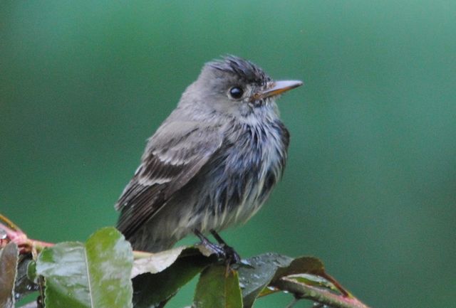 Eastern Wood-Pewee