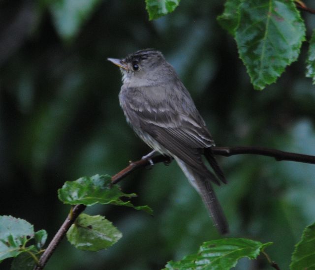 Eastern Wood-Pewee