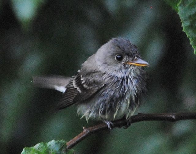 Eastern Wood-Pewee