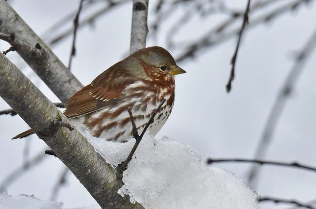 Fox Sparrow