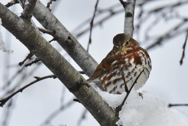 Fox Sparrow