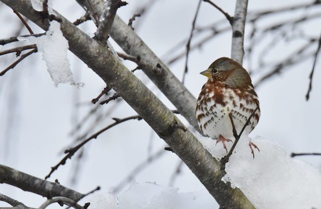 Fox Sparrow