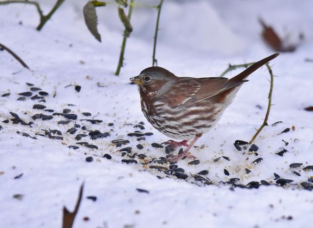 Fox Sparrow