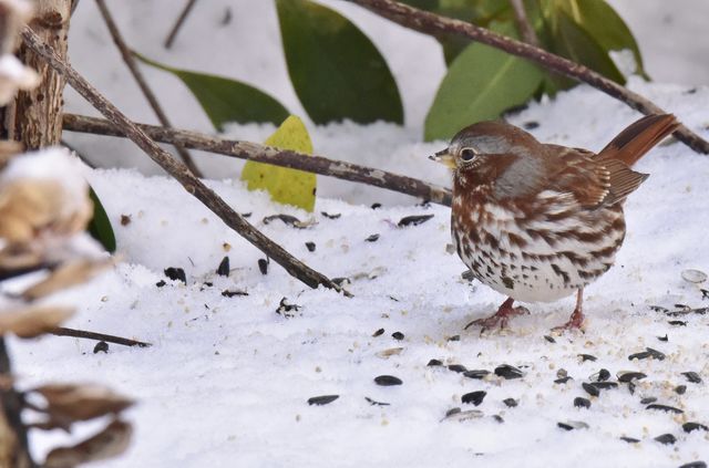 Fox Sparrow