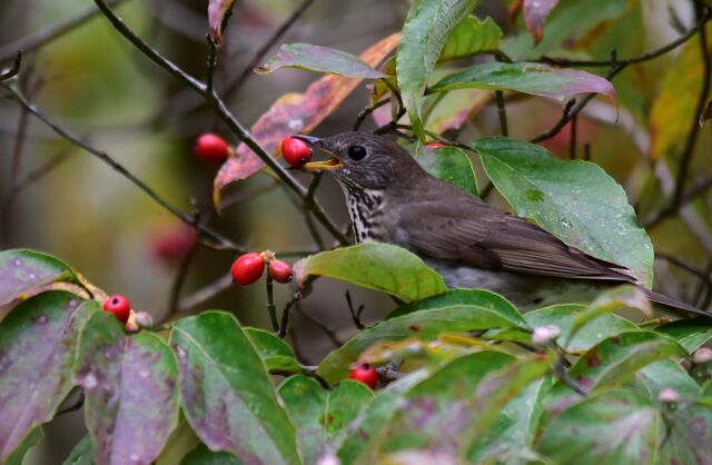 Gray-cheeked Thrush