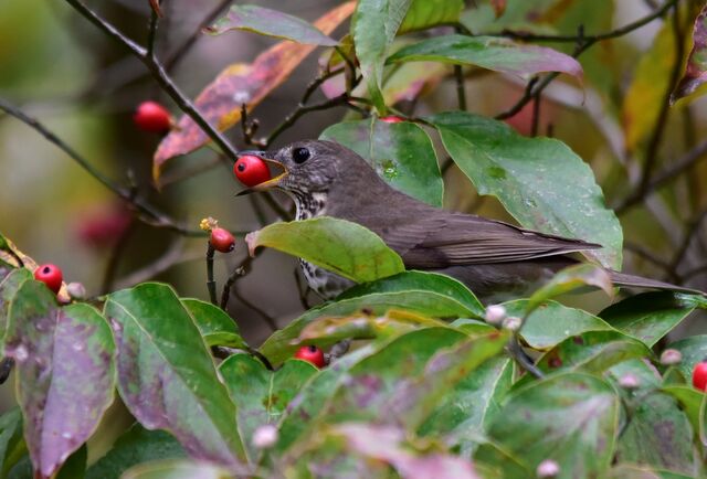 Gray-cheeked Thrush