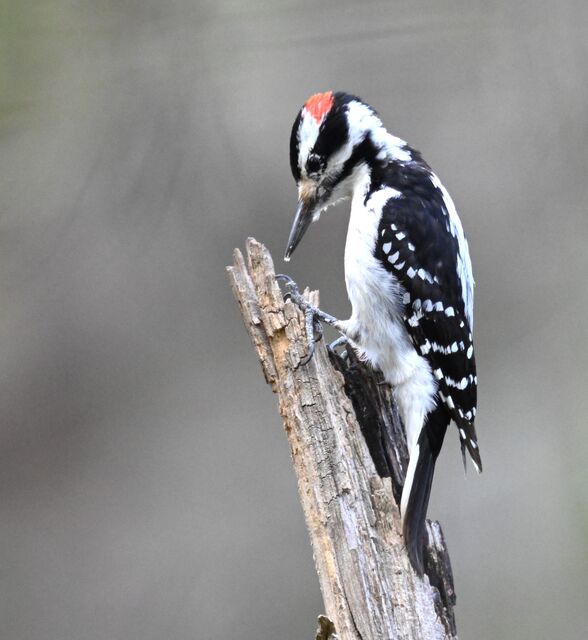 Hairy Woodpecker