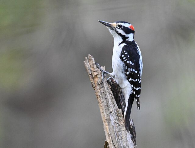 Hairy Woodpecker