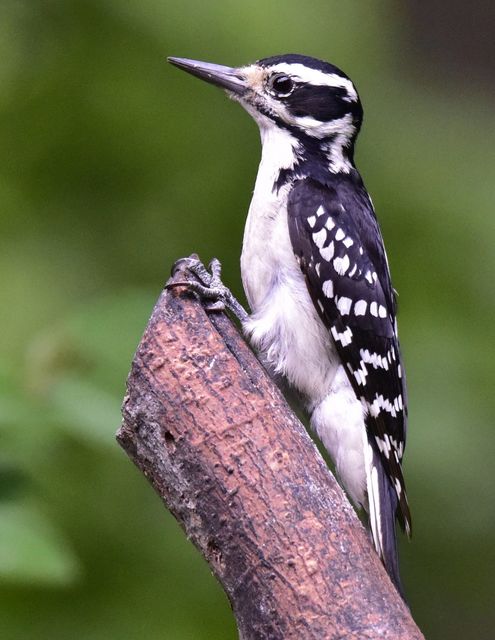 Hairy Woodpecker