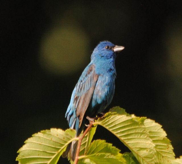 Indigo Bunting