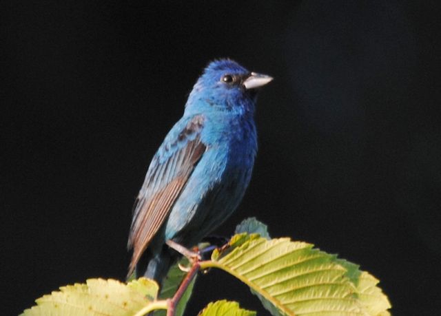 Indigo Bunting