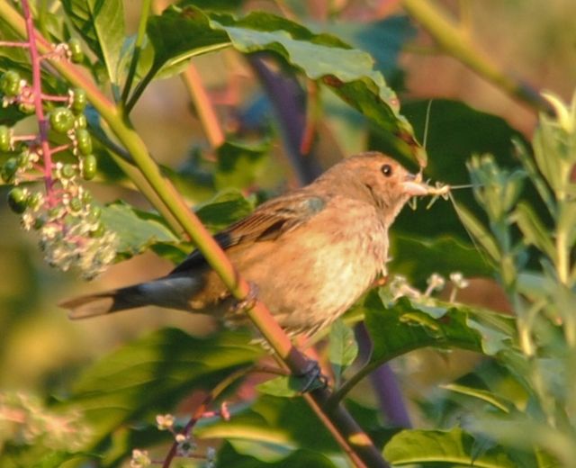 Indigo Bunting