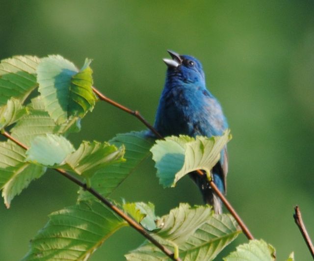 Indigo Bunting