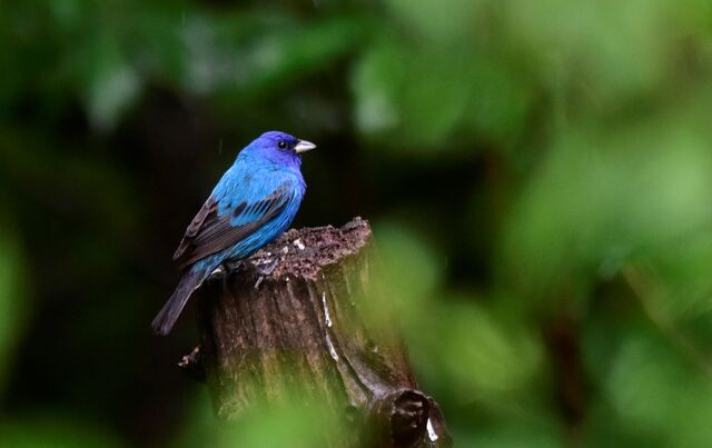 Indigo Bunting