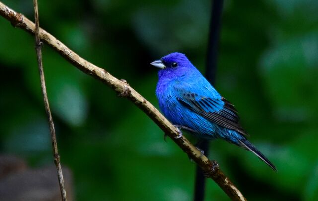 Indigo Bunting