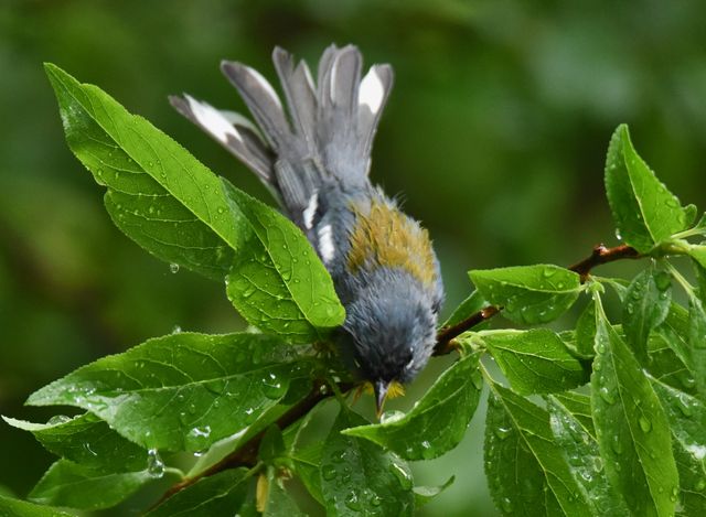 Northern Parula