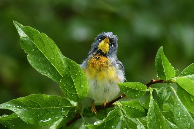 Northern Parula