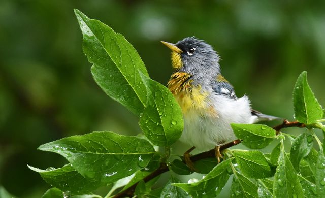 Northern Parula