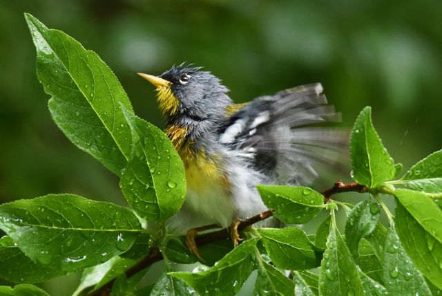 Northern Parula