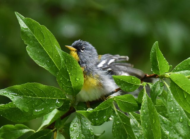 Northern Parula