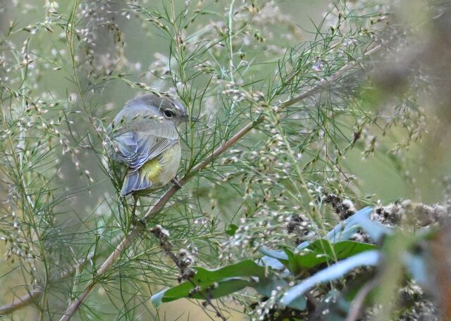 Orange-crowned Warbler