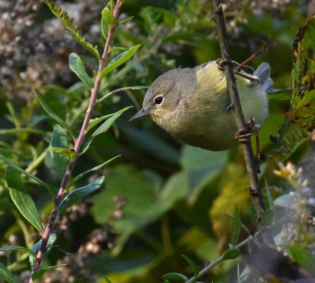 Orange-crowned Warbler