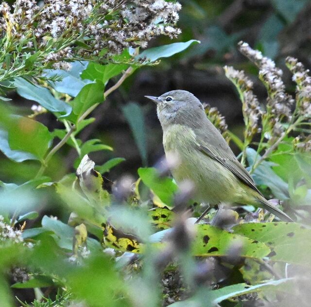 Orange-crowned Warbler